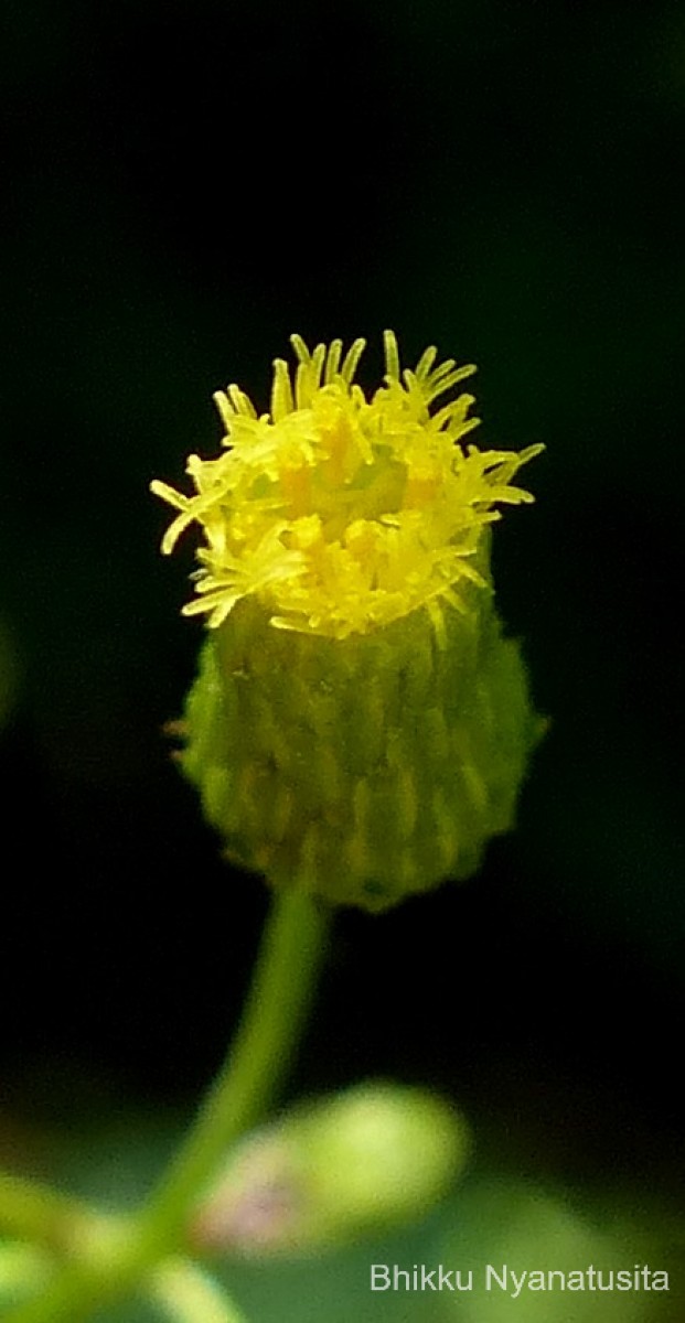 Pluchea paniculata (Willd.) Karthik. & Moorthy